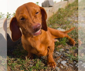 Dachshund Dogs for adoption in Shelbyville, TN, USA