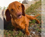 Small Dachshund