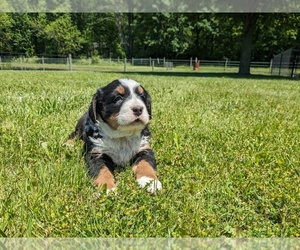 Bernese Mountain Dog Puppy for sale in GOSHEN, IN, USA