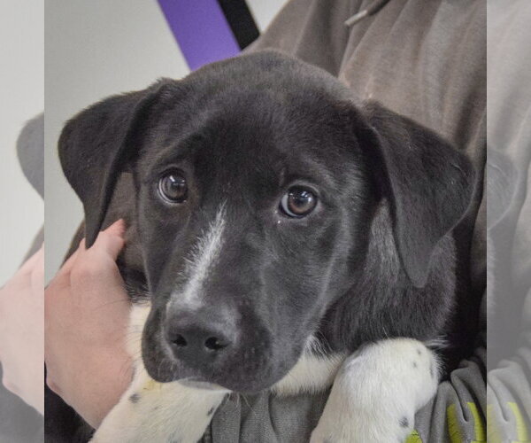 Medium Photo #2 Labrenees Puppy For Sale in Huntley, IL, USA
