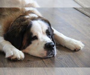 Mother of the Saint Bernard puppies born on 05/21/2025