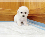 Small #1 Bichon Frise