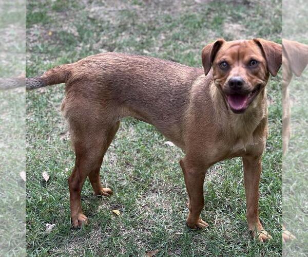 Medium Photo #3 Mutt Puppy For Sale in Yardley, PA, USA