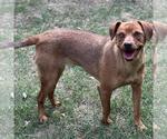 Small #2 Mutt
