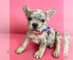 Small Photo #14 French Bulldog Puppy For Sale in ORLANDO, FL, USA