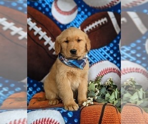 Golden Retriever Puppy for sale in OXFORD, PA, USA