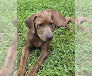 Rhodesian Ridgeback Puppy for sale in BUMPASS, VA, USA