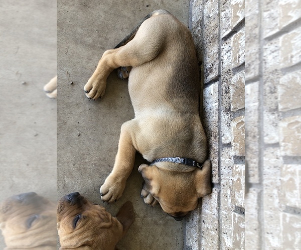 Medium Photo #5 Bullmastiff-Cane Corso Mix Puppy For Sale in KILLEEN, TX, USA