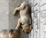 Small Photo #5 Bullmastiff-Cane Corso Mix Puppy For Sale in KILLEEN, TX, USA