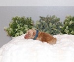 Small Photo #2 Australian Labradoodle Puppy For Sale in MACON, IL, USA