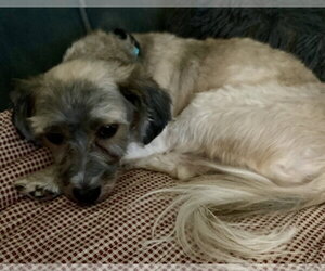 Scout - Male Havanese Dog for Adoption - Photo #5