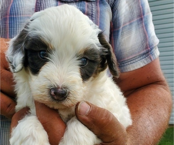 Medium Photo #17 Bernedoodle (Miniature) Puppy For Sale in LEETONIA, OH, USA
