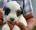 Small #16 Bernedoodle (Miniature)