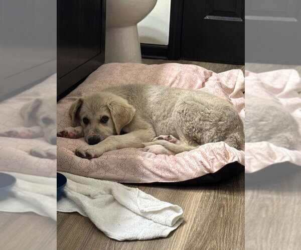 Medium Photo #2 Great Pyrenees-Unknown Mix Puppy For Sale in Foristell, MO, USA