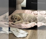 Small #1 Great Pyrenees Mix