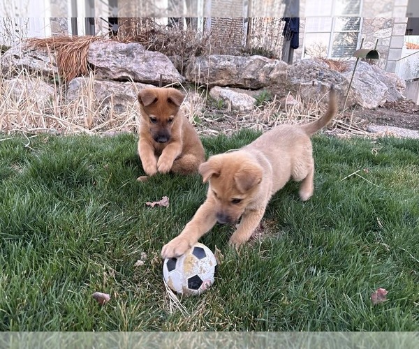 Medium Photo #3 German Shepherd Dog-Unknown Mix Puppy For Sale in MIDWAY, UT, USA
