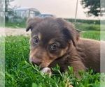 Puppy Azalea Border-Aussie
