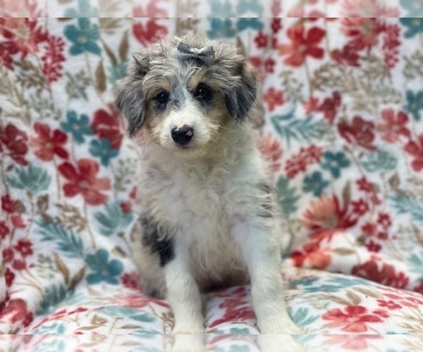 Medium Photo #2 Aussiedoodle Miniature  Puppy For Sale in LAKELAND, FL, USA