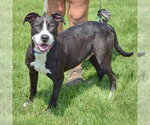 Small #3 American Staffordshire Terrier-Boxer Mix