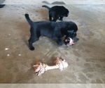 Small Photo #9 Labrador Retriever Puppy For Sale in LA CRESCENT, MN, USA