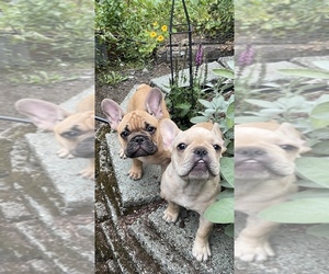 French Bulldog Litter for sale in HOODSPORT, WA, USA