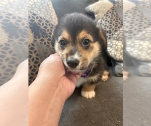 Pembroke Welsh Corgi Puppy for sale in OAKLEY, CA, USA