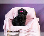 Puppy 1 Mal-Shi