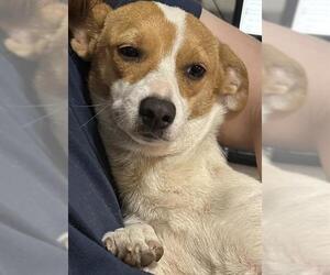 Cardigan Welsh Corgi-Unknown Mix Dogs for adoption in San Antonio, TX, USA
