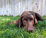 Small #11 Labrador Retriever Mix
