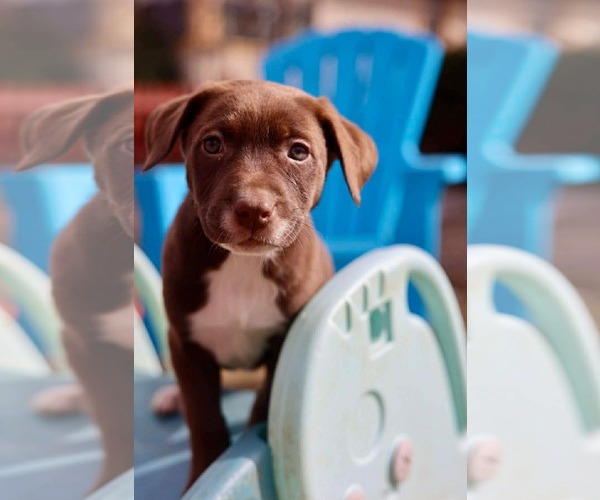 Medium Photo #2 American Staffordshire Terrier-Unknown Mix Puppy For Sale in Duluth, MN, USA