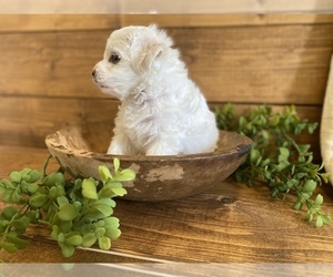 Maltese-Maltipoo Mix Puppy for sale in LITHIA, FL, USA