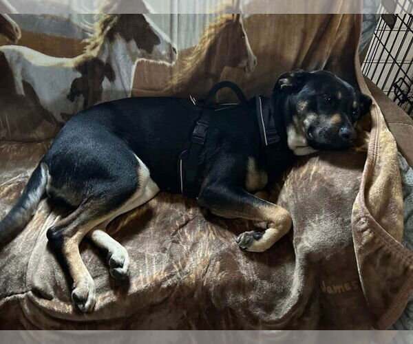 Medium Photo #6 Mountain Cur-Unknown Mix Puppy For Sale in Oakhurst, NJ, USA