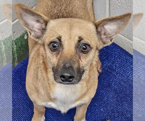 Medium Photo #1 Chiweenie Puppy For Sale in Huntley, IL, USA