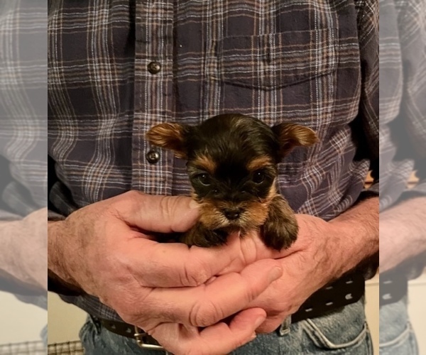 Medium Photo #2 Yorkshire Terrier Puppy For Sale in LAMAR, CO, USA