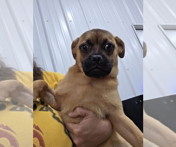 Medium Photo #1 Puggle Puppy For Sale in Osgood, IN, USA