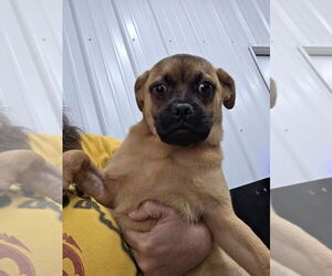 Puggle Dogs for adoption in Osgood, IN, USA