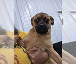 Small Puggle