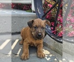 Small Photo #9 Irish Terrier Puppy For Sale in WATERLOO, NY, USA