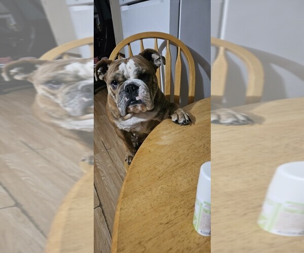 Medium Photo #1 Bulldog Puppy For Sale in ZEPHYRHILLS, FL, USA