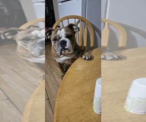 Mother of the Bulldog puppies born on 02/09/2026