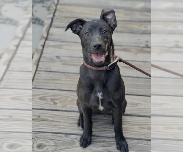 Medium Photo #20 Mutt Puppy For Sale in Dana Point, CA, USA