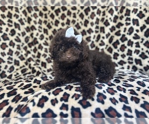 ShihPoo Puppy for sale in LAKELAND, FL, USA