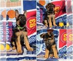 Small Photo #3 German Shepherd Dog Puppy For Sale in SACRAMENTO, CA, USA