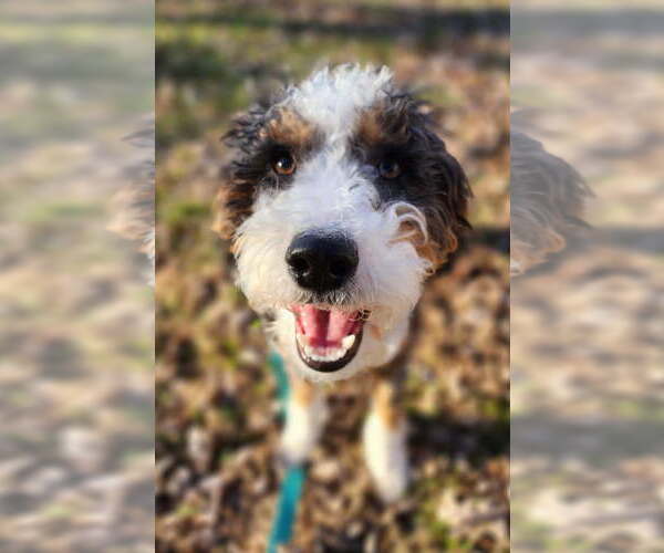 Medium Photo #3 Bernese Mountain Dog-Poodle (Miniature) Mix Puppy For Sale in Cookeville, TN, USA