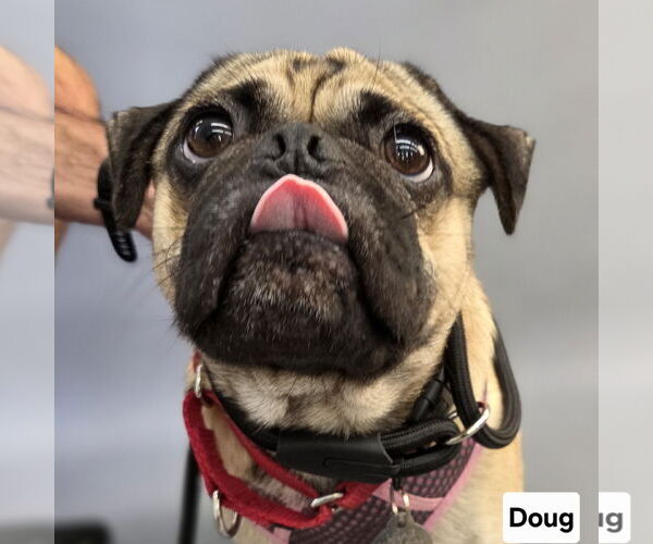 Medium Photo #2 Pug-Unknown Mix Puppy For Sale in Princeton, MN, USA