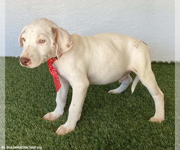Medium Photo #3 Lab-Pointer Puppy For Sale in San Diego, CA, USA