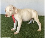 Small Photo #3 Lab-Pointer Puppy For Sale in San Diego, CA, USA
