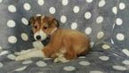 Small Photo #5 Shetland Sheepdog Puppy For Sale in LANCASTER, PA, USA