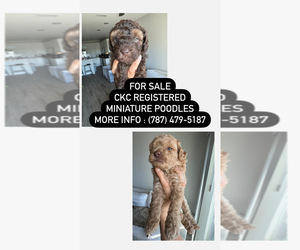 Poodle (Miniature) Puppy for sale in KISSIMMEE, FL, USA