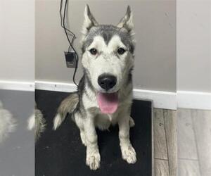 Siberian Husky Dogs for adoption in Redlands, CA, USA